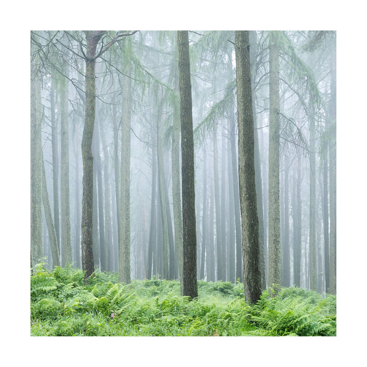 Aberdeenshire Trees III by David Baker