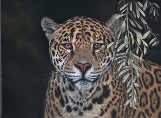 Goed gevoel Moderniseren Vooraf Jaguar Pastel drawing by Tatjana Bril | Artfinder