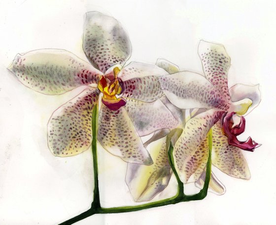 orchid in white