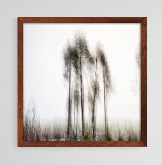 Pines in the mist - RTH