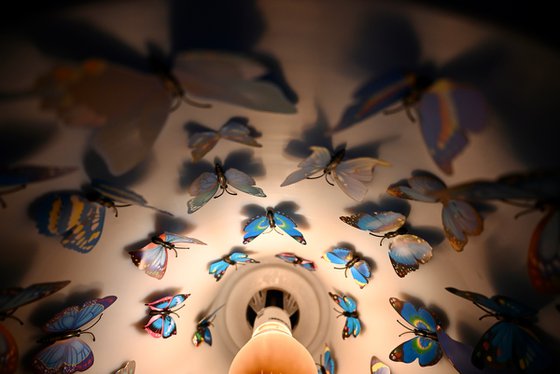 Butterfly roost