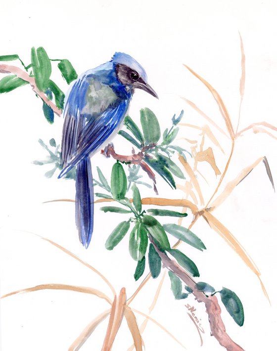 Florida Scrub Jay