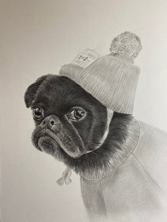 Pug in jumper and hat