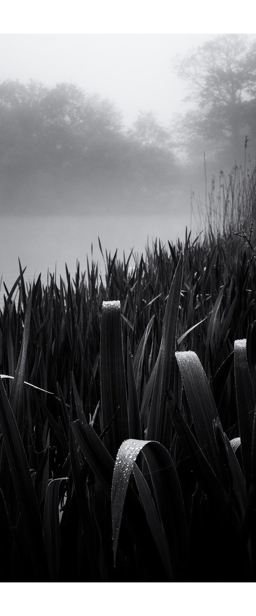 Reeds by David Baker