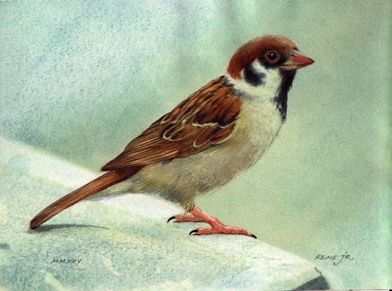 Sparrow