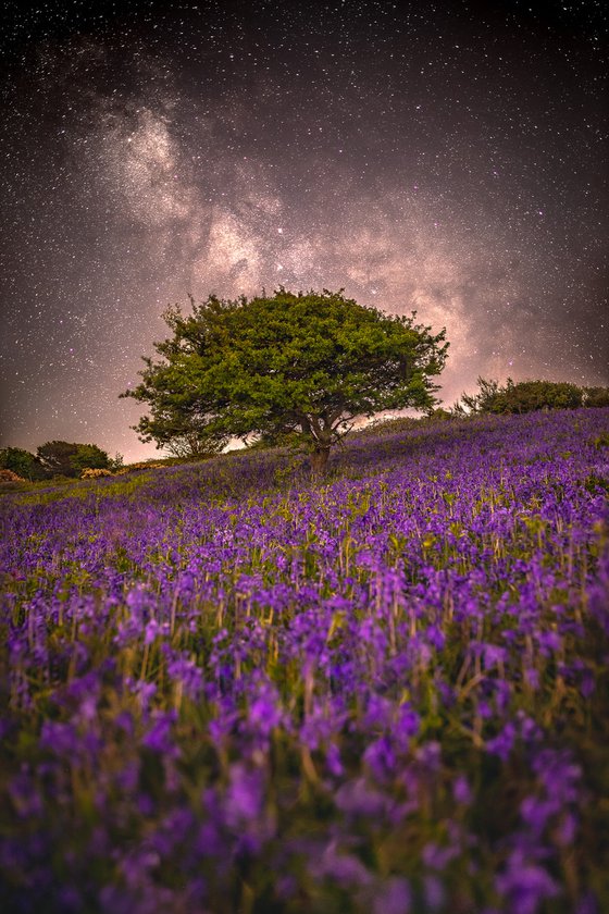'Purple Dreams' Milky Way Bluebell Giclée Fine Art Print
