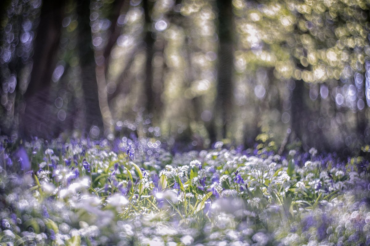 Impressionistic Botanical Photograph By Paul Nash, 24 X 16", Bluebell Bokeh, Original Artwork