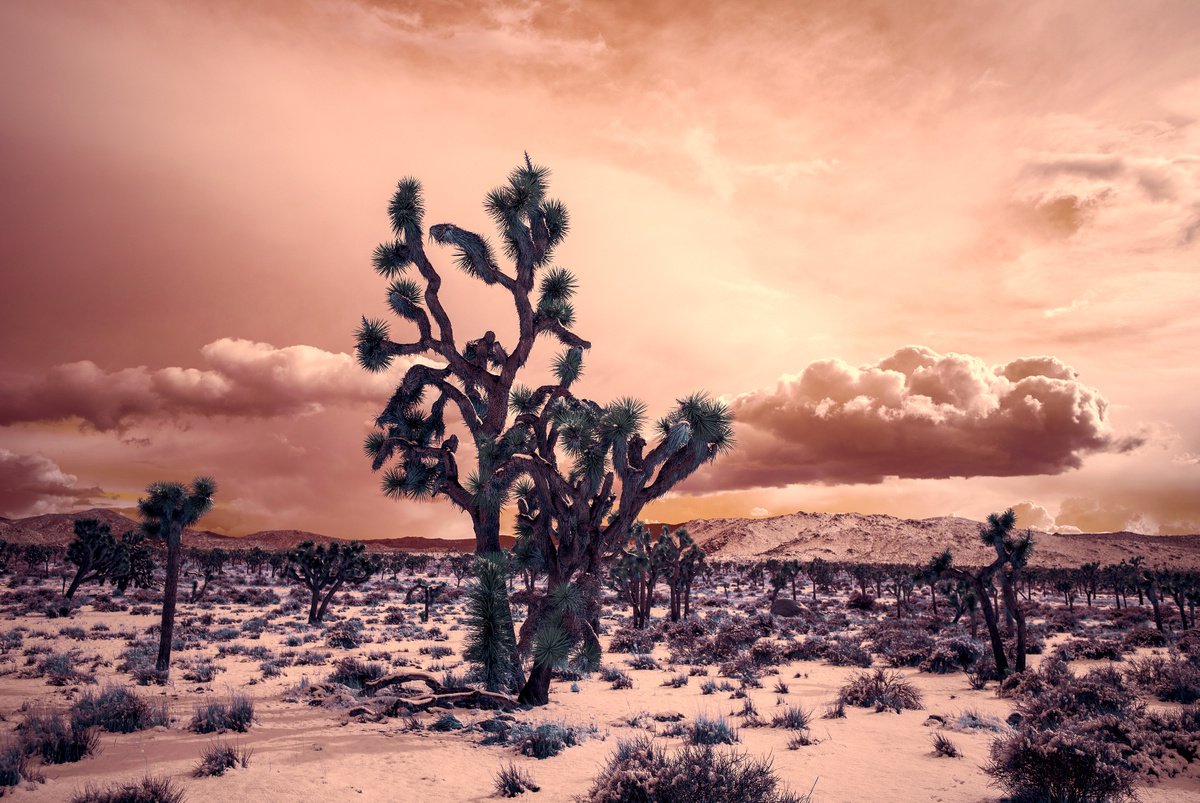 Late Winter Morning by Mark Hannah