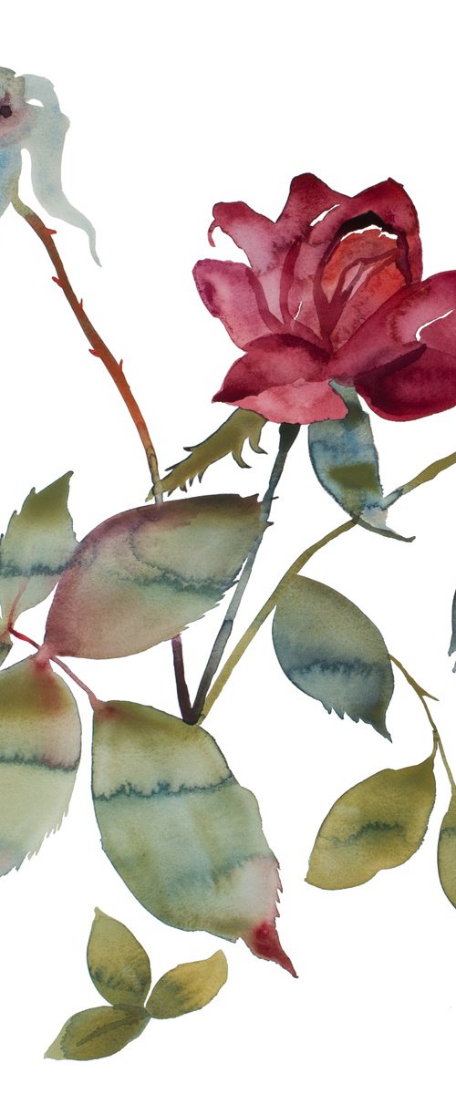 Rose Study No. 85 by Elizabeth Becker