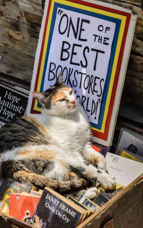 the best cat in the world by Northlight Harbour