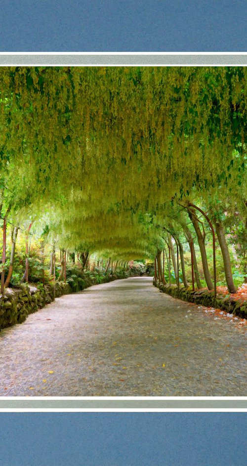 Laburnum Tunnel by Robin Clarke