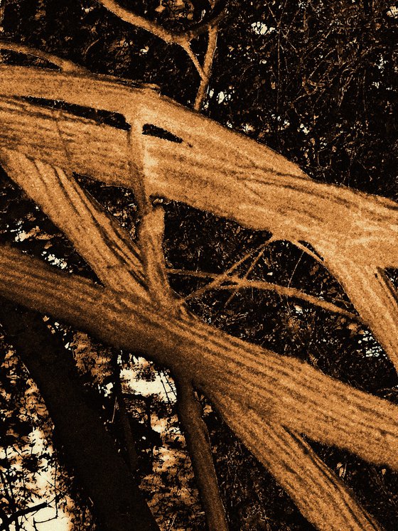 Natural Rhythm 6.