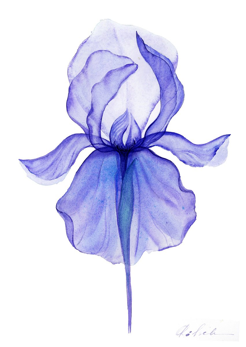 Impressionistic Botanical Watercolour By Olga Koelsch, 9 X 12", Xray Purple Iris, Original Artwork