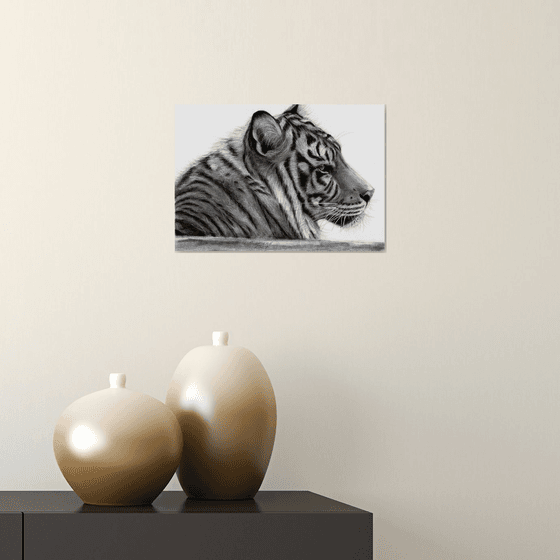 Tiger-wildlife