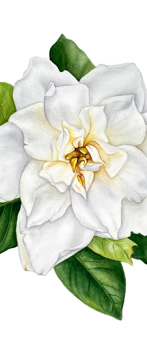 White Gardenia by Anna Lyashenko