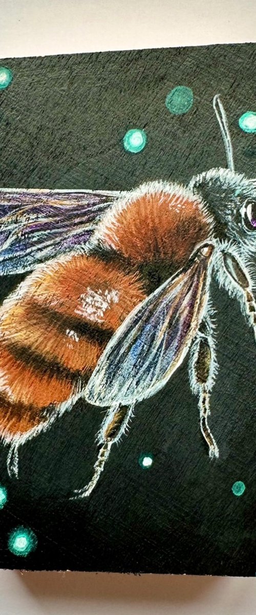 Solitary Tawny Mining Bee by Louise McNaught