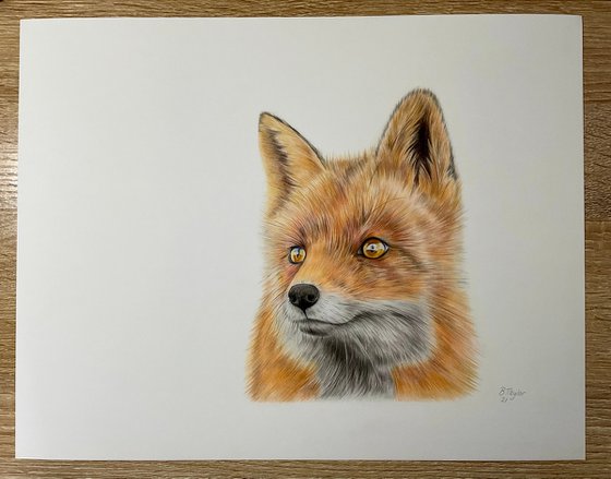 Realistic fox drawing