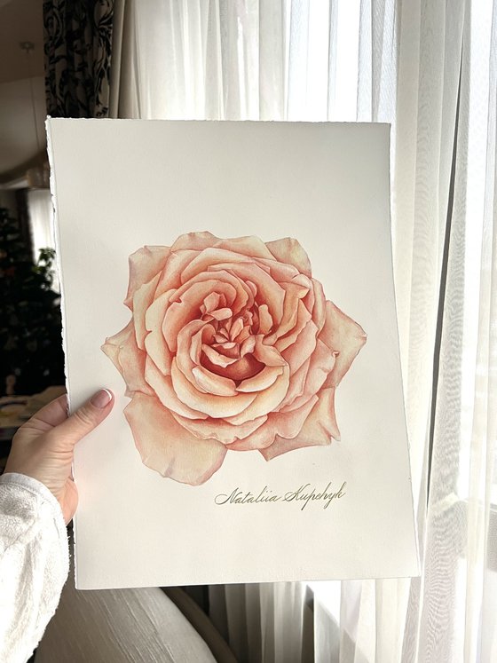 A rose of a delicate pink colour. Original watercolor artwork