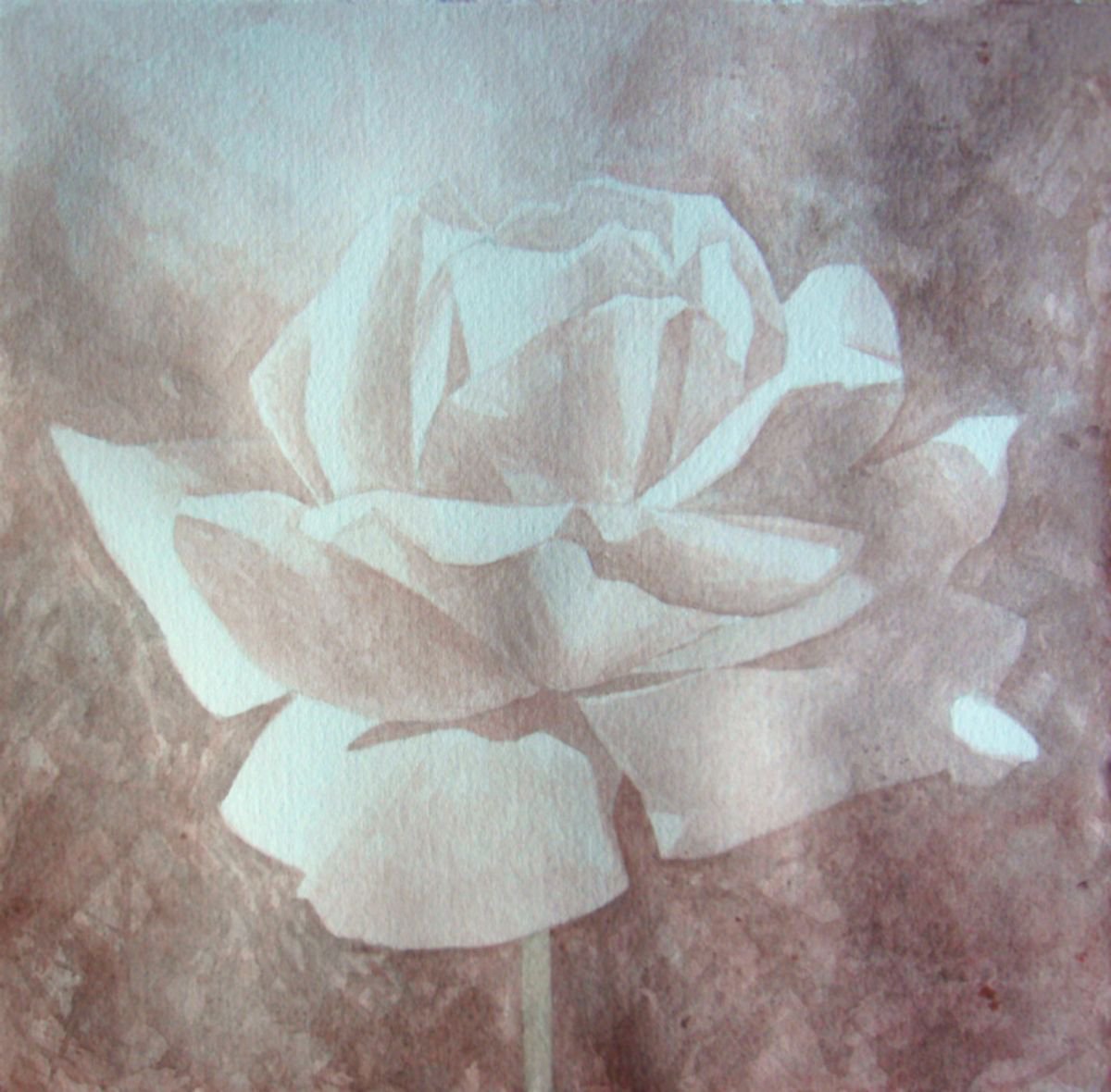 White rose by Natalia Salinas Mariscal