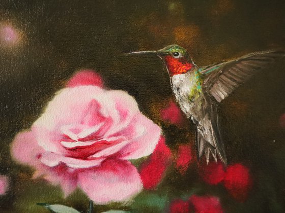 Ruby Throated Hummingbird and Pink Roses