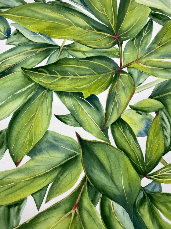 Green Peony Leaves