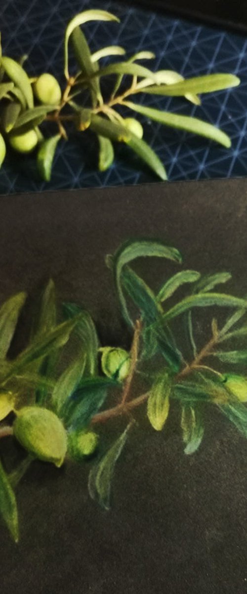 Sicilian olive branch by Oksana Siciliana