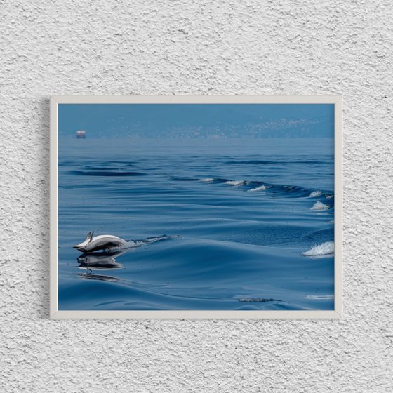 DOLPHIN LIFE