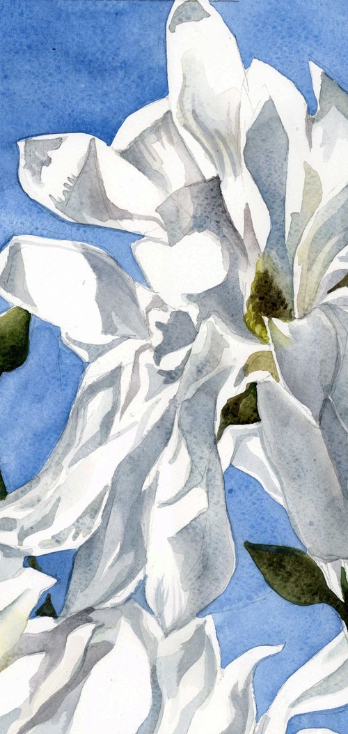 star magnolia watercolor floral by Alfred  Ng