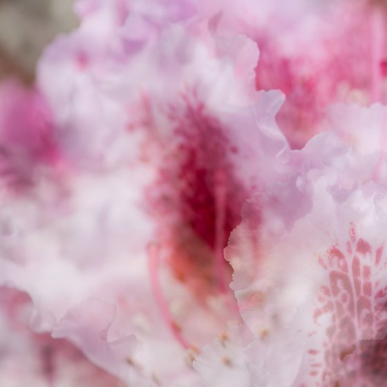 Pink 2