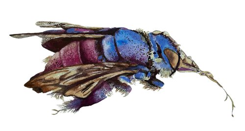 Bohemian Bumble - Original Watercolor Orchid Bee by Alison Fennell