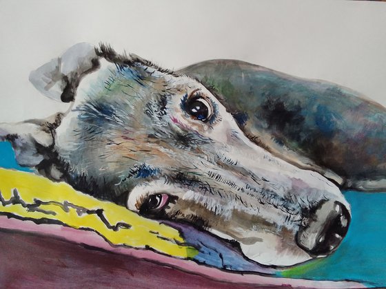 Greyhound