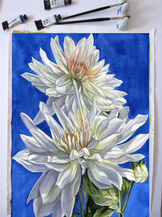 white dahlia in blue