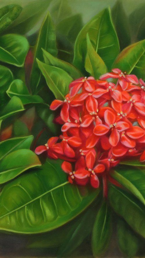 Ixora by Laura Cabral