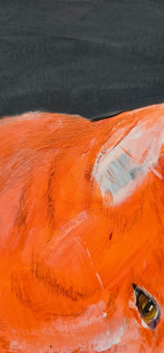 Orange ginger cat portrait on black