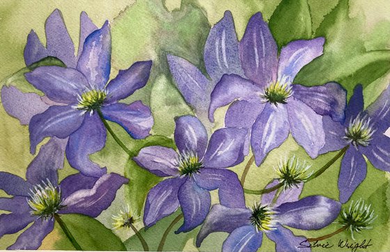 Blue Clematis