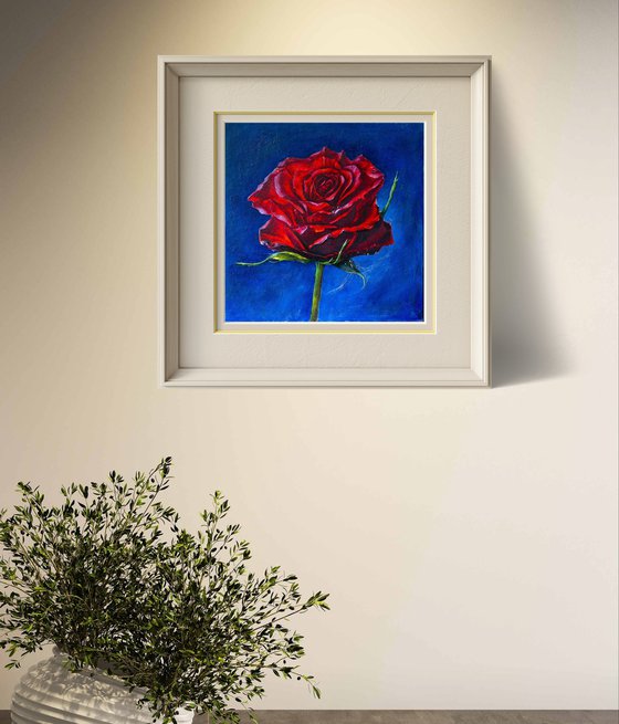 Rose on blue