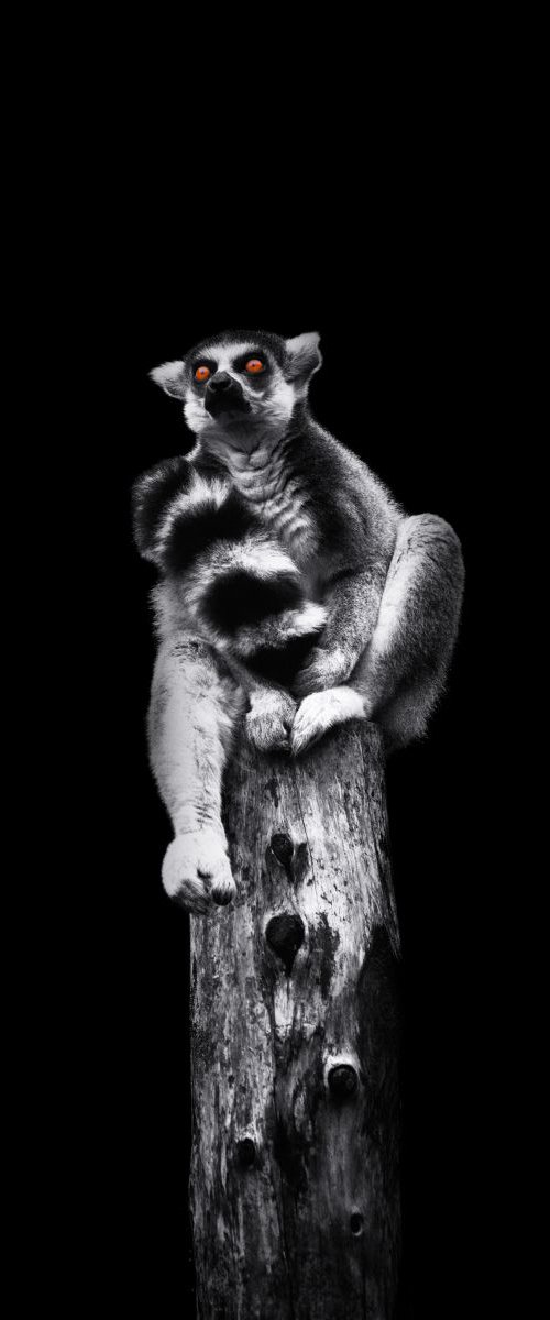 Ring tailed Lemur by Paul Nash