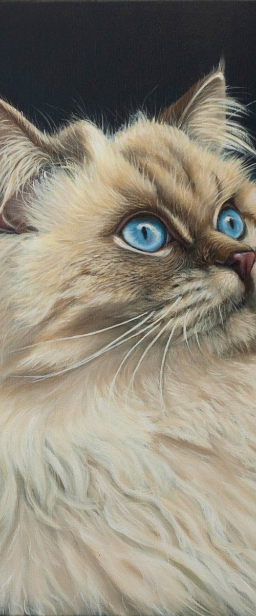 Gaze Into the Infinite — Siamese Cat Portrait by Norma Beatriz Zaro
