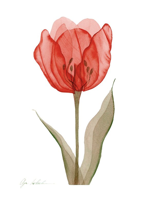 Xray Red Tulip