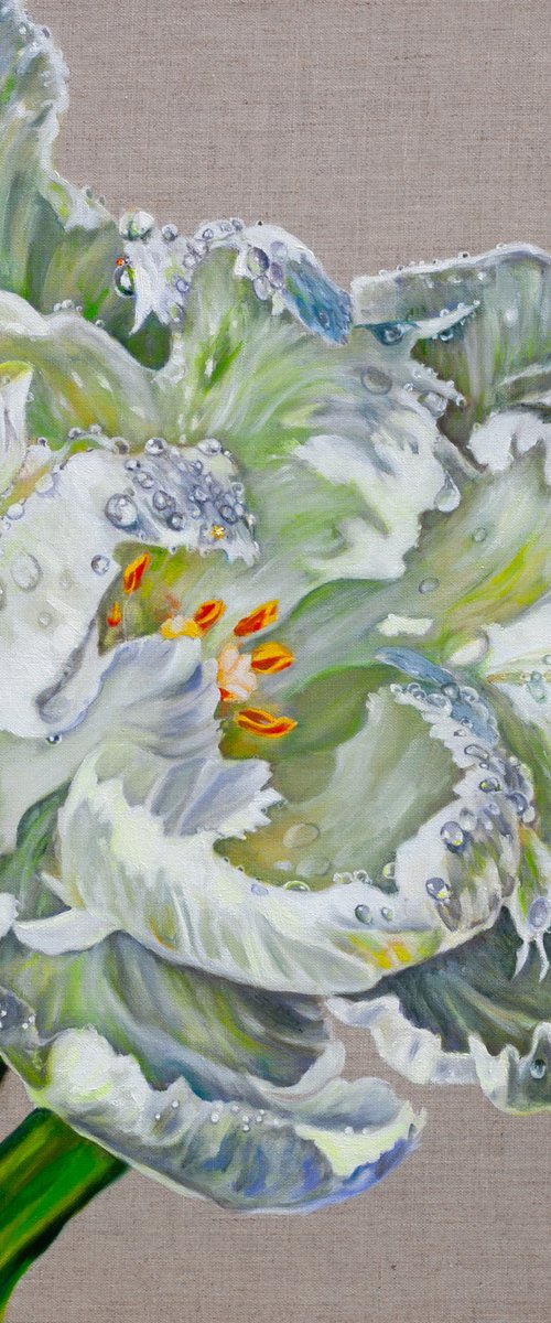 White Tulip by Liudmila Pisliakova