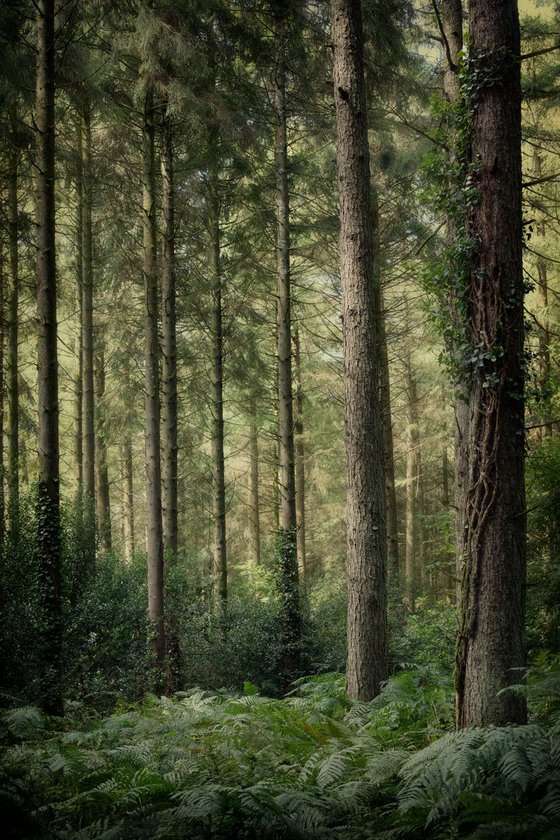 Woodland Pines Photograph by Paul Nash Artfinder