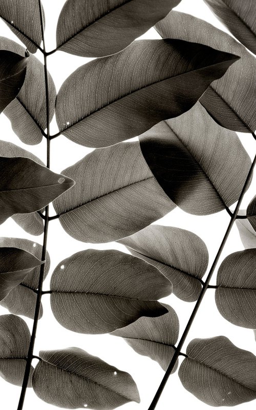 Branches and Leaves I | Limited Edition Fine Art Print 1 of 10 | 45 x 30 cm by Tal Paz-Fridman