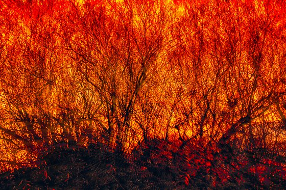 Golden Trees Abstract sunset through trees Limited Edition Photograph Print #1/10