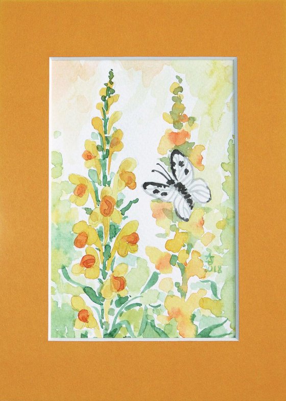 Yellow toadflax * free shipping *