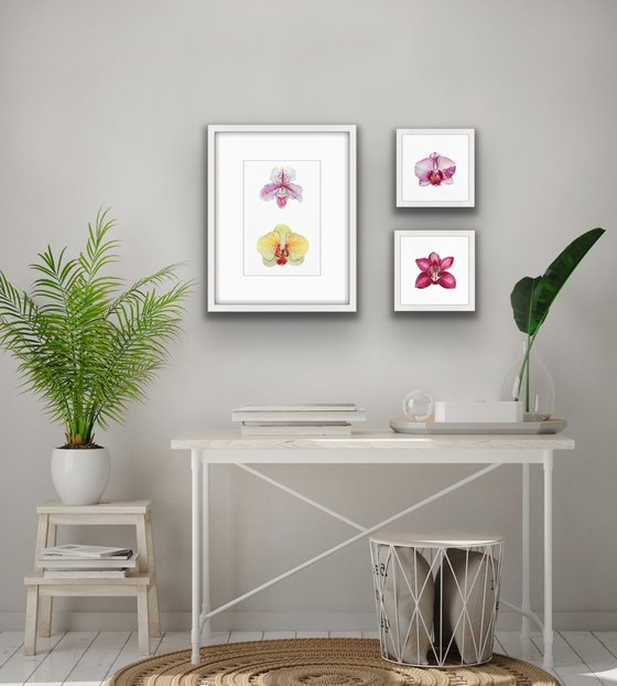 Two orchids. A series of original watercolour artwork.