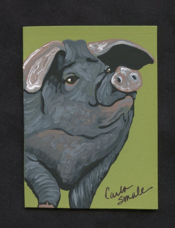 ACEO ATC Original Painting Black Pig Farm Pet Art-Carla Smale