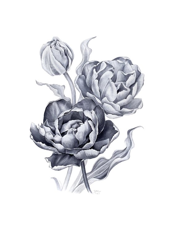 Tulipa ‘Blue Diamond’ botanical drawing
