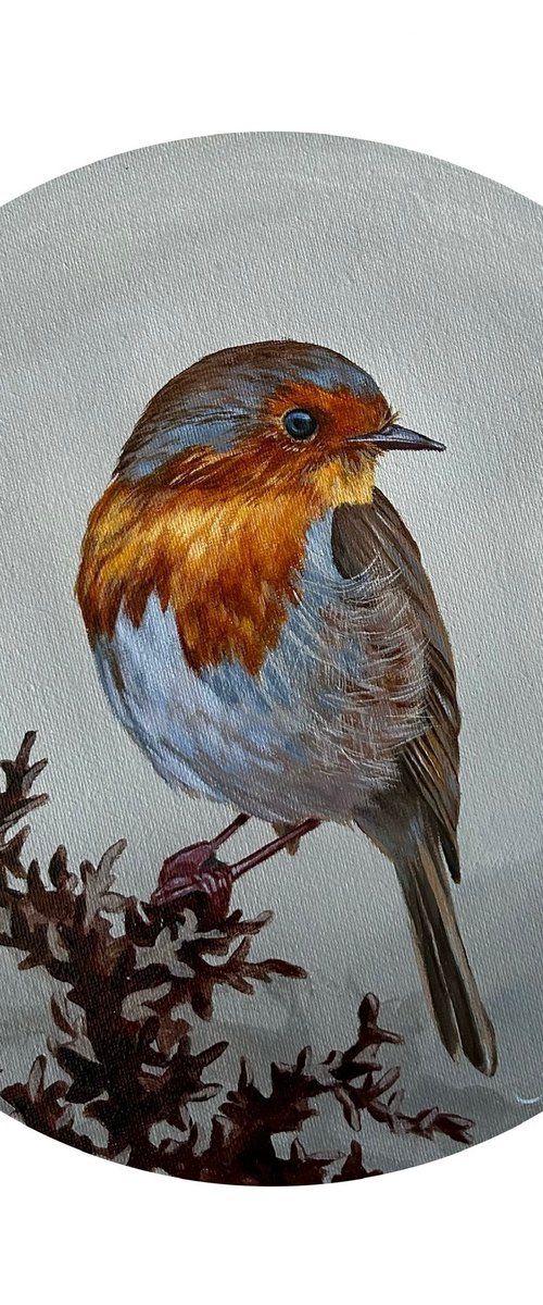 Robin bird by Alina Karpova