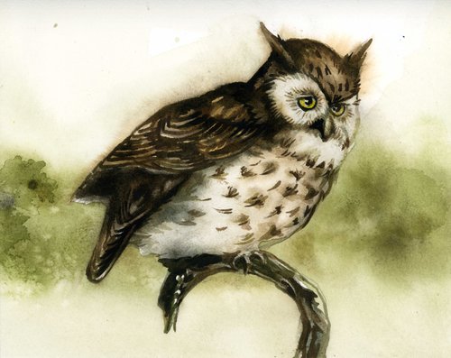 screech owl watercolor by Alfred  Ng