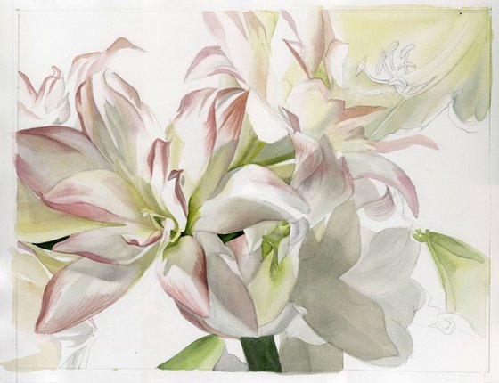 white amaryllis watercolor floral